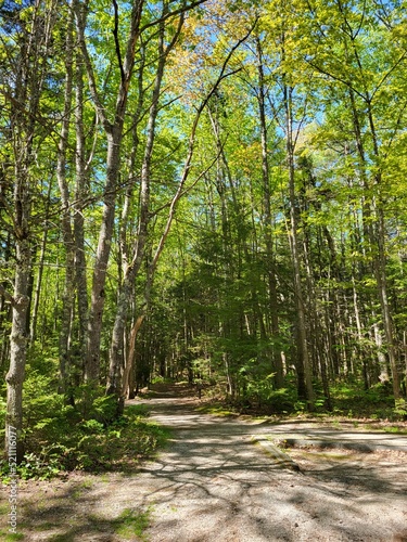 path in the woods in Maine