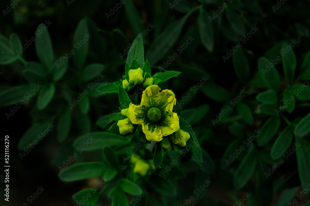 Fototapeta premium Flor de ruda, 
