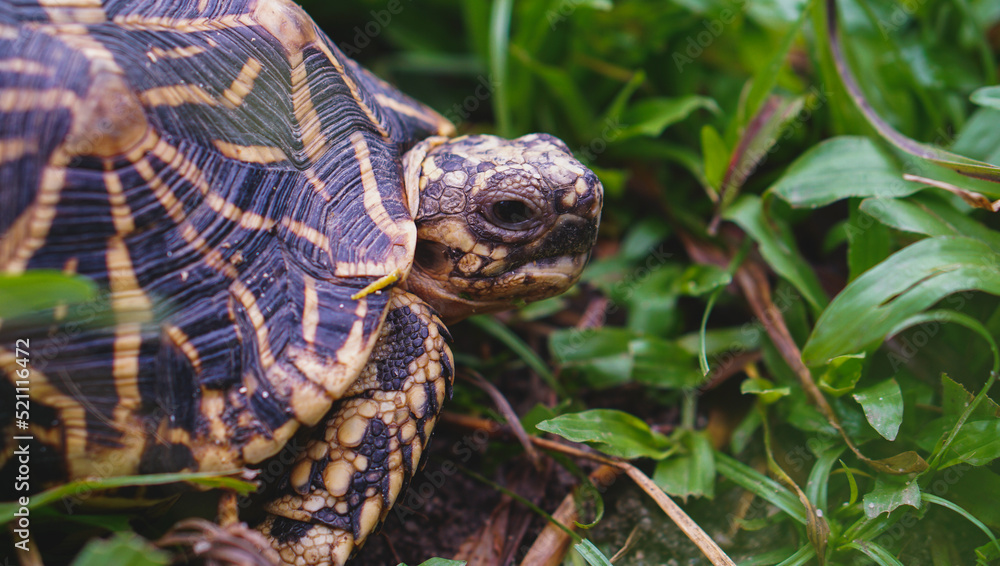 Indian Star Tortoise (Geochelone elegans ) walking in the forest Indian Star Tortoise (Geochelone elegans ) walking in the forest