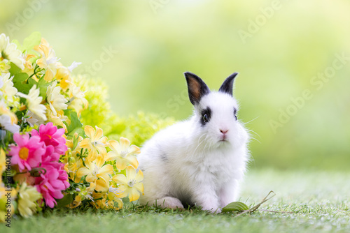 Lovely bunny easter fluffy baby rabbit with a basket full of colorful flowers and easter eggs on green garden nature background on warmimg day. Symbol of easter day festival. photo