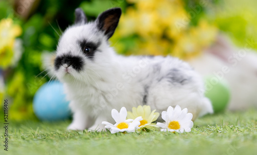 Lovely bunny easter fluffy baby rabbit with a basket full of colorful flowers and easter eggs on green garden nature background on warmimg day. Symbol of easter day festival. photo