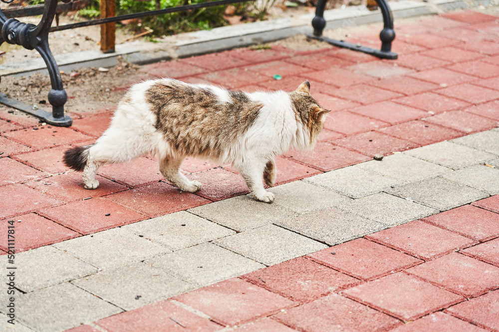 Cat on Pink road, Istanbul