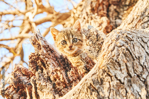 kitten looking straight, Izumir