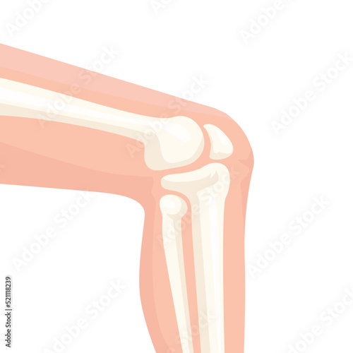 Human knee joint side view illustration