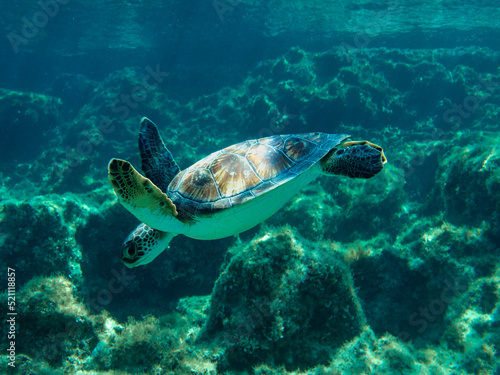 Green sea turtle from Cyprus  Mediterranean Sea 
