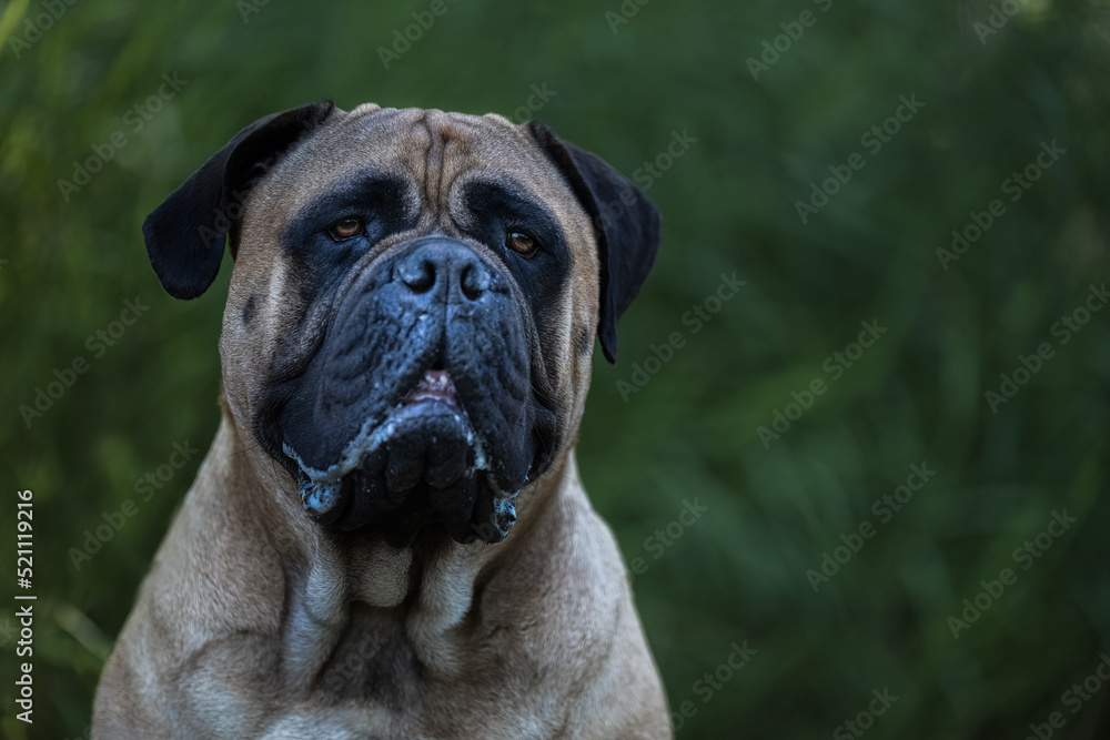 2022-08-03 A BULLMASTIFF CLOSE UP HEAD SHOT WITH BRIGHT EYES AND A BLURRY GREEN BACKGROUND IN ISSAQUAH WASHINGTON