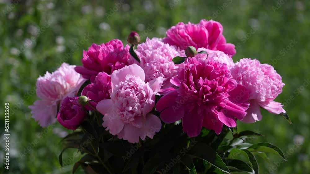 Beautiful bouquet of flowers pink peonies in garden, Ukraine. Colorful peonies sway in the wind, close up Beautiful bouquet of flowers pink peonies in garden, Ukraine. Colorful peonies sway in the wind, close up