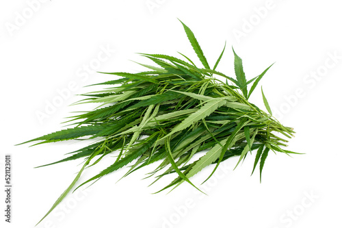 Fresh cannabis leaves isolated on white background.