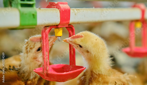 Fotografie Free range organic backyard broiler Chickens drinking water by nipple drinker