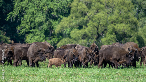 European Bison (Bison bonasus) herd in a meadow. The Bieszczady Mountains, Carpathians, Poland. © Szymon Bartosz