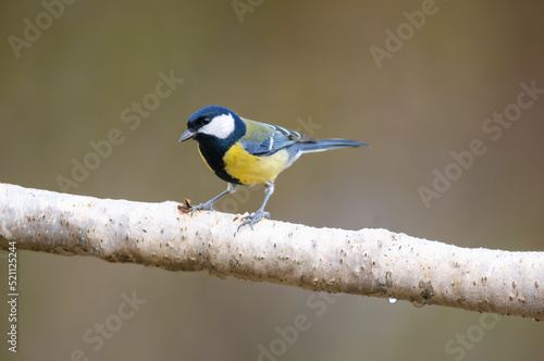 a great tit sits on a branch
