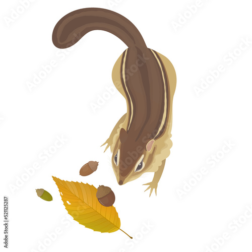 Vector illustration of a chipmunk seen from above.
