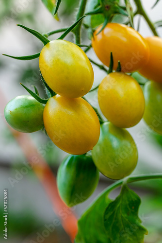 Wallpaper Mural 家庭菜園のミニトマト Torontodigital.ca