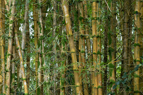 Dense Grove Yellow Bamboo with an Abstract Green Background.