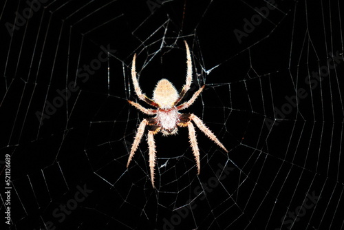 Tropical Orb Weaver Spider in Web at Night