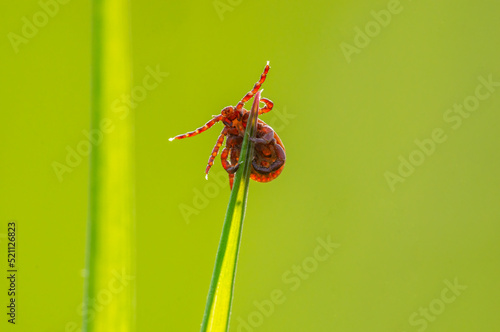 one tick sits on a blade of grass