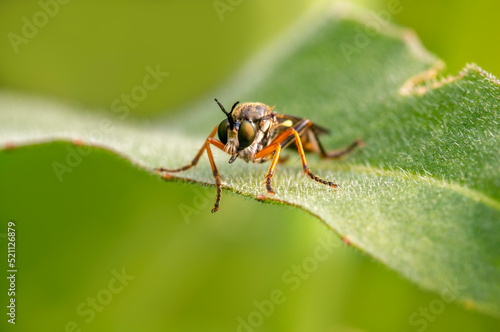 one robber fly sits on a leaf and waits for prey