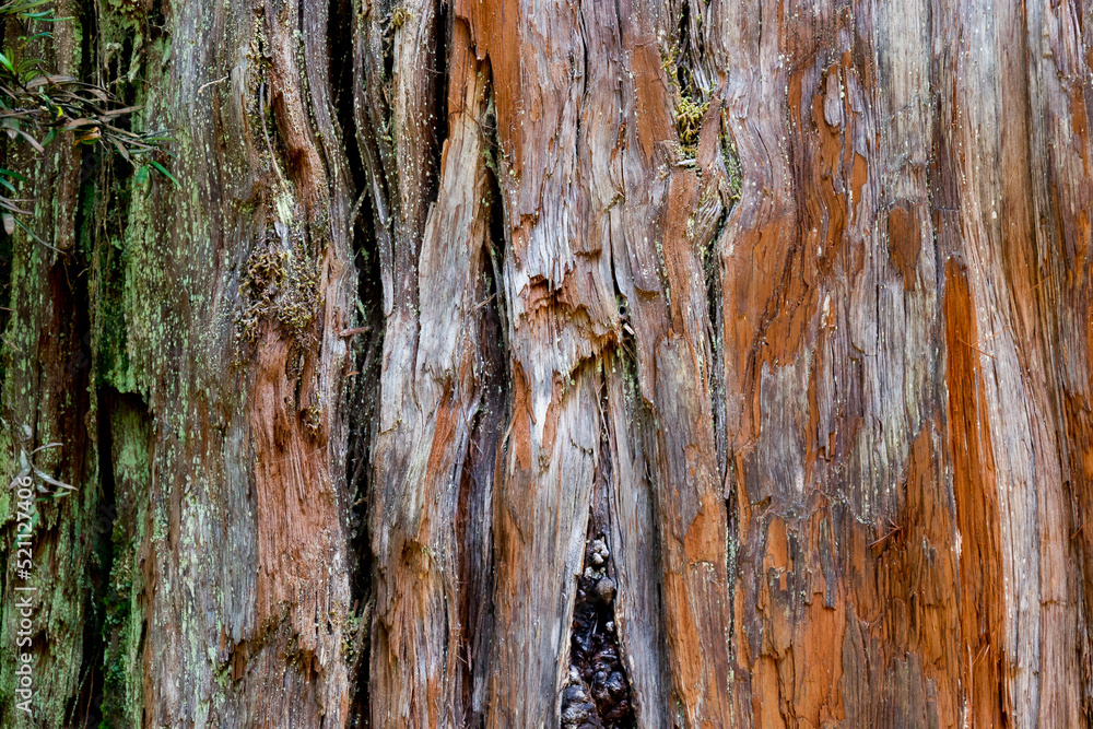 Corteza de Árbol milenario alerce (Fitzroya cupressoides) Stock Photo ...
