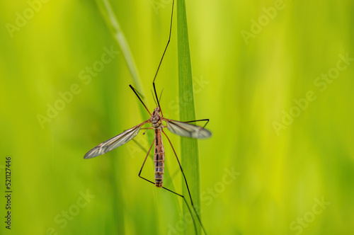 one crane fly sits on blades of grass in a meadow