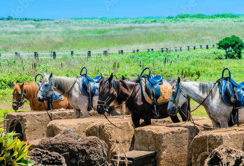 Four saddled adult horses tethered to concrete blocks in field on sunny day.