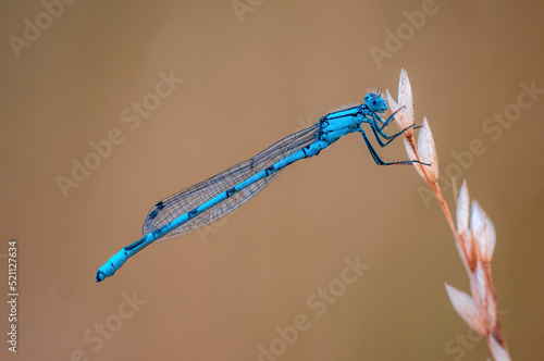 one blue damselfly dragonfly sits on a stalk in a meadow