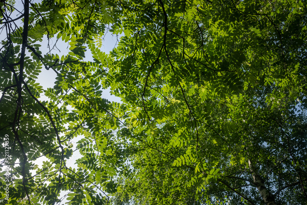 The young green leaves of the tree are the background of nature. The young green leaves of the tree are the background of nature.