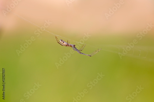 one spider sits in its web and waits for prey