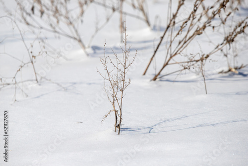Dry branches in the snow, winter nature.