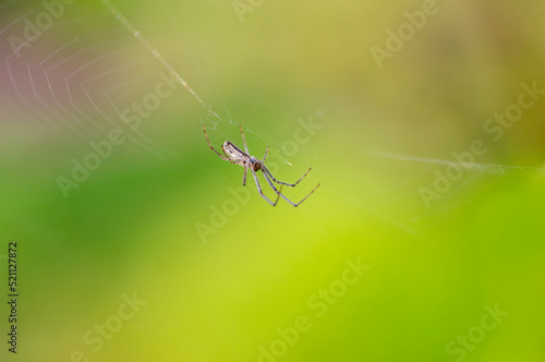 one spider sits in its web and waits for prey