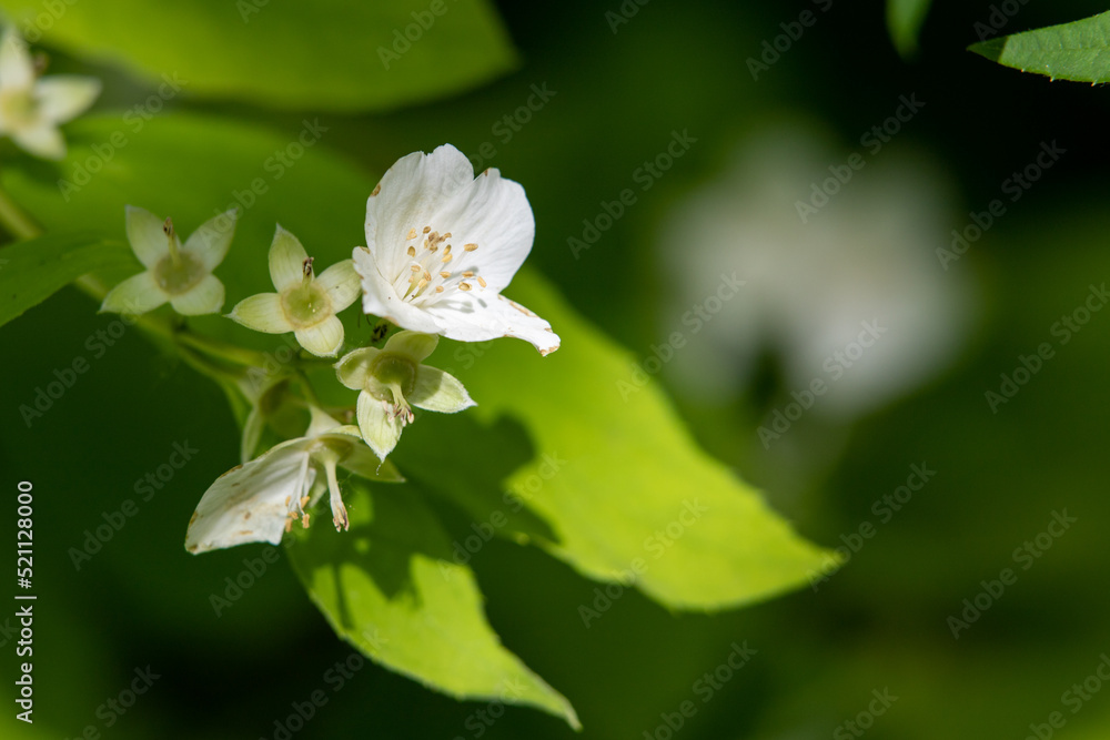 White apple tree flowers, close-up, blurred background of nature. White apple tree flowers, close-up, blurred background of nature.
