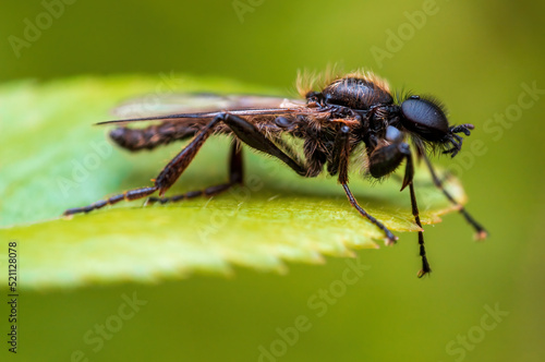 one March fly sits on a leaf in a forest