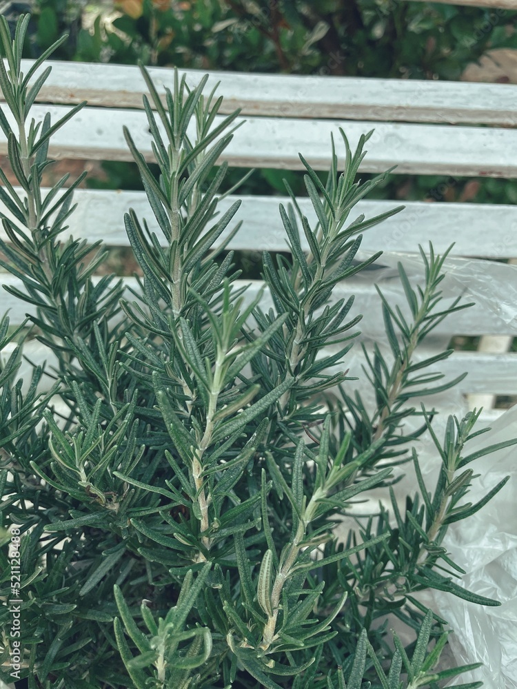 Obraz premium Close up of fresh rosemary herb