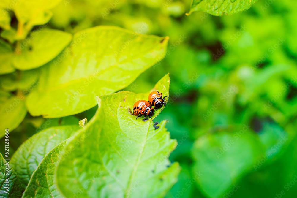 Two red Colorado potato beetle larvae eat a green leaf of a growing potato close-up Two red Colorado potato beetle larvae eat a green leaf of a growing potato close-up