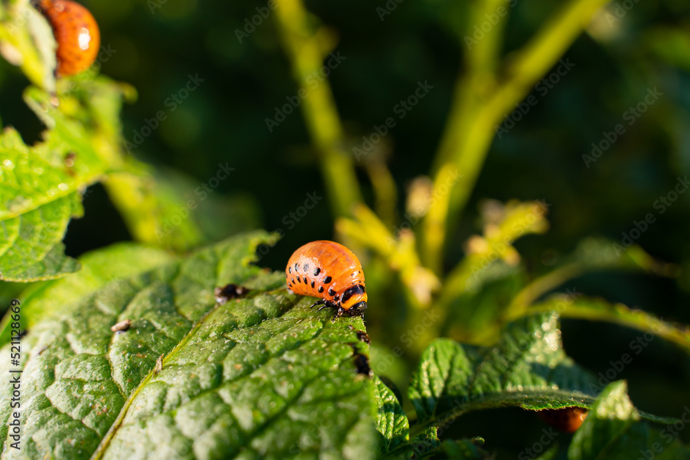 Red larvae of the Colorado potato beetle ate a potato plant. Colorado beetles close-up on a potato plantation in the early morning at sunrise