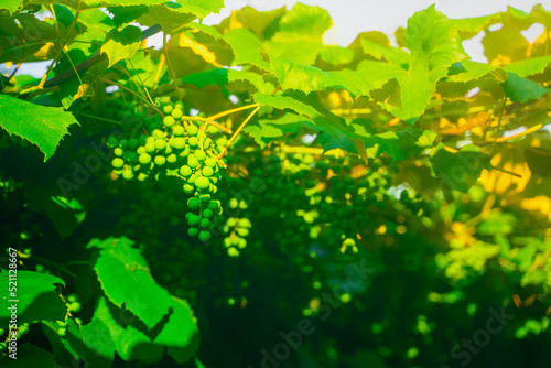 Green unripe grapes growing in a vineyard close-up on a blurred background. Bunch of grapes in the evening at sunset, soft lighting