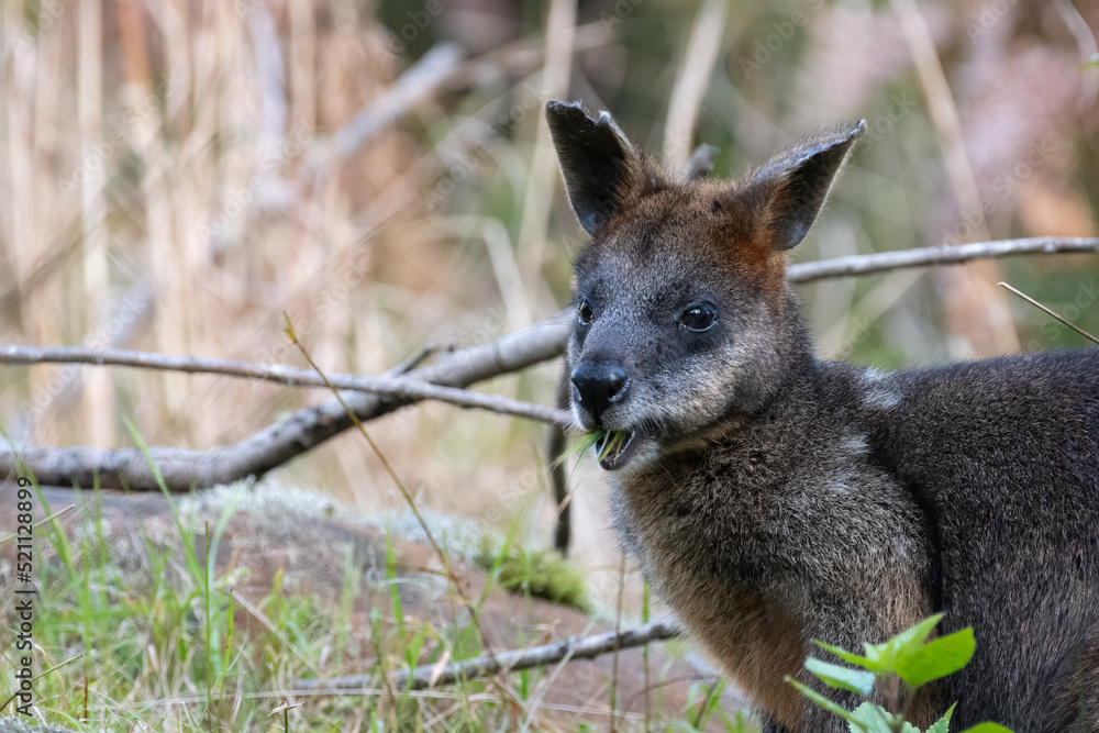 Naklejka premium Swamp wallaby (Wallabia bicolor) grazing in the wild, Sydney, Australia