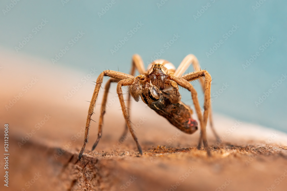 one predatory spider with prey as a bridal gift