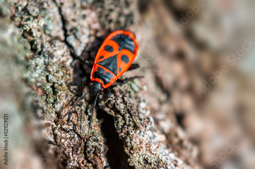 one fire bug sits on the bark of a tree