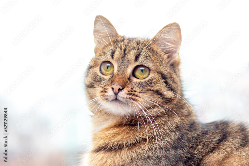 Cat, small striped kitten with attentive look close up on blurred background