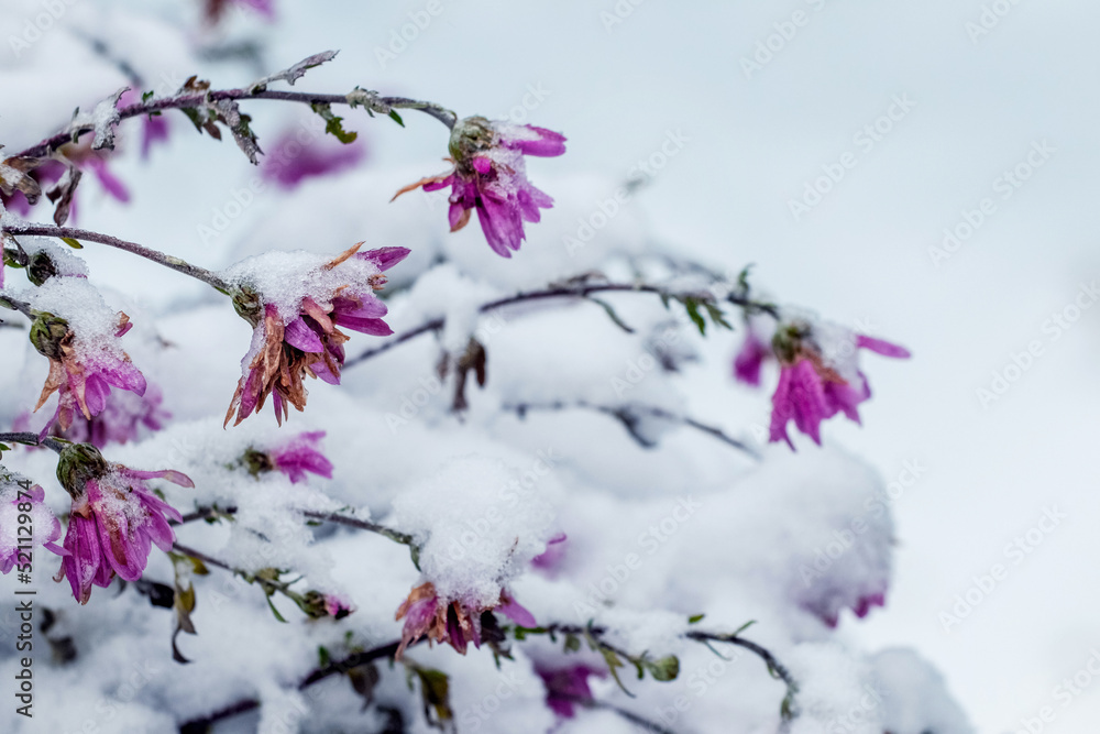Snow-covered pink chrysanthemums at the beginning of winter