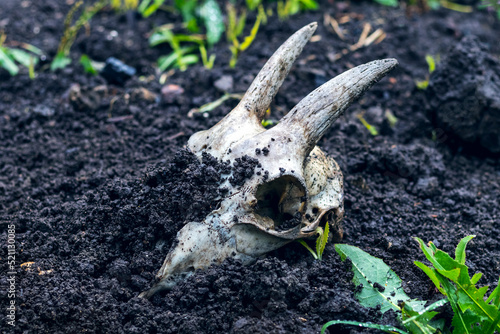 A goat skull with horns looks out from the ground