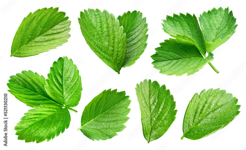 Strawberry leaf. Strawberry leaf isolated on white background