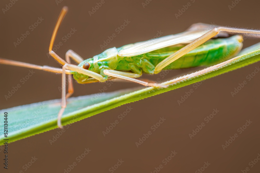 one green beetle sits on a stalk in a meadow one green beetle sits on a stalk in a meadow