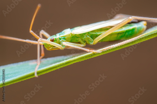 one green beetle sits on a stalk in a meadow