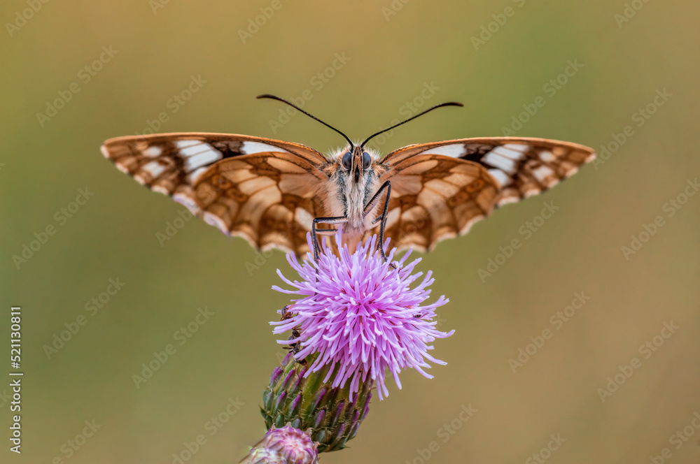 Fototapeta premium one Marbled White is sitting on a flower in a meadow