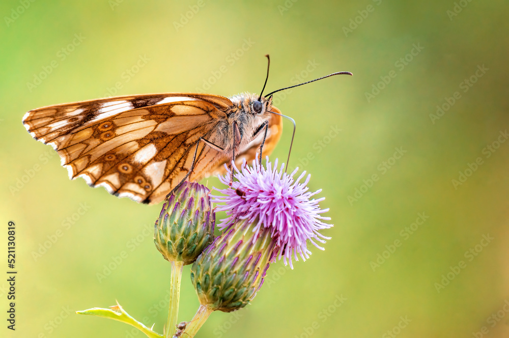 one Marbled White is sitting on a flower in a meadow one Marbled White is sitting on a flower in a meadow