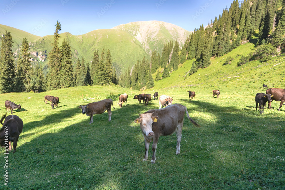Cows eating fresh green grass. Altyn arashan.