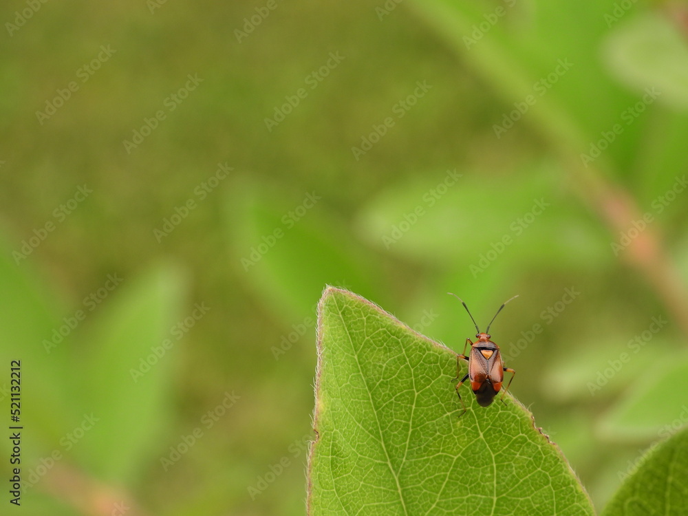 Mirid bug (Deraeocoris ruber) on a leaf Mirid bug (Deraeocoris ruber) on a leaf
