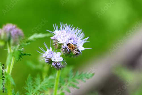 Bee and flower phacelia. Close up of a large striped bee collecting pollen from phacelia on a green background. Phacelia tanacetifolia (lacy). Summer and spring backgrounds