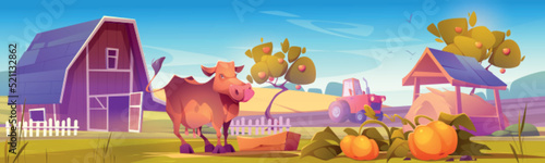 Farm landscape with cow gaze near wooden barn  tractor plow field  hay  ripe pumpkins and fruit trees in garden. Agriculture and farming countryside  village background  Cartoon vector illustration